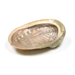 Load image into Gallery viewer, Turētājs Gliemežvāks Abalone Smudging Shell Haliotis Diversicolor M - Palo Santo &amp; Sage
