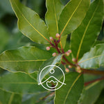 Load image into Gallery viewer, Hydrosol Bay Laurel / Laurus Nobilis
