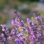 Load image into Gallery viewer, Hydrosol Lavender Vera / Lavandula Angustifolia
