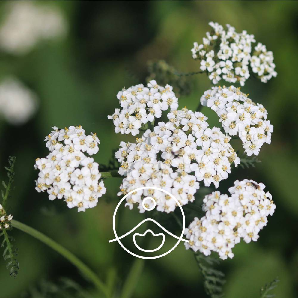 Yarrow / Parastā pelašķa BIO ēteriskā eļļa 2g / 5g / 15g