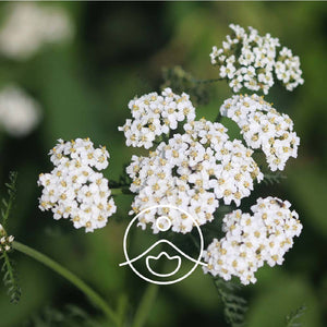 Yarrow / Parastā pelašķa BIO ēteriskā eļļa 2g / 5g / 15g