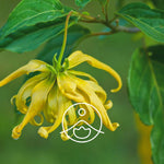 Ielādēt attēlu galerijas skatītājā, Ylang Ylang Extra / Ilang Ilang EXTRA BIO ēteriskā eļļa 5g / 15g
