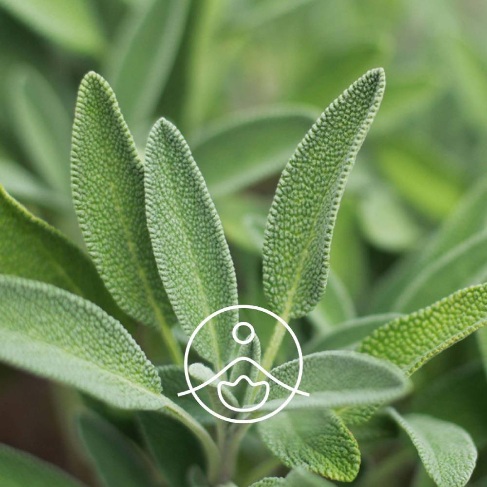 Hydrosol Sage / Salvia Officinalis