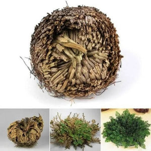 Rose of Jericho / Роза Иерихона, Иерихонская роза (Selaginella lepidophylla)